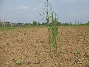 Pianta di asparago
